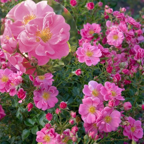 Rosa 'Bienenweide' - Roos 'Bienenweide' C4/4L